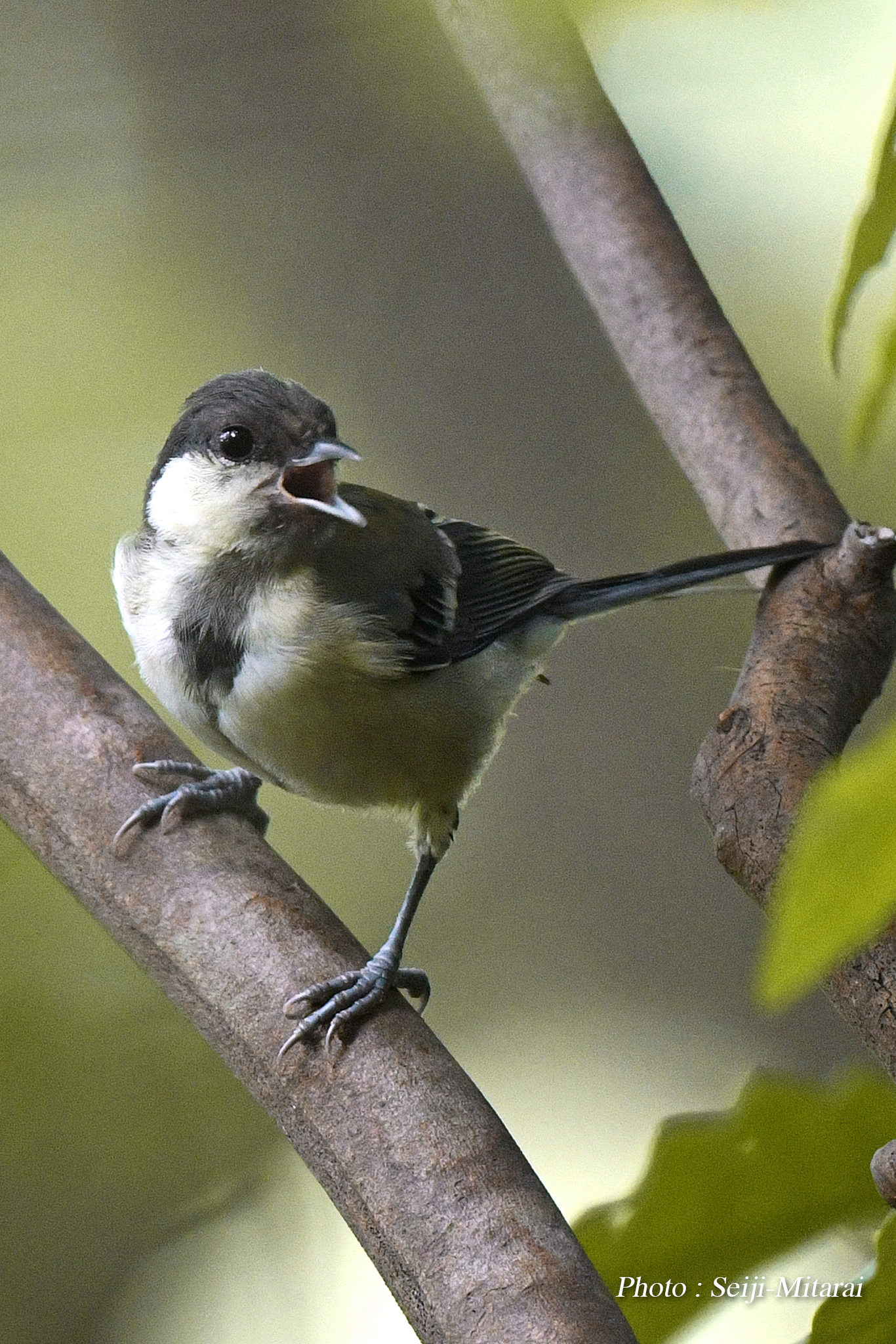 シジュウカラのヒナ 深川内科クリニック